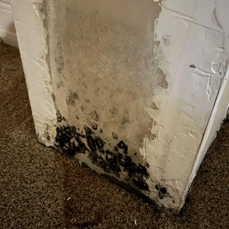 Professional Mold Removal in Ripley, OH